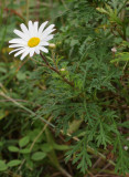 Argyranthemum lemsii