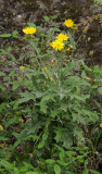 Andryala pinnatifida