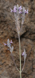 Lavandula buchii. Closer.jpg