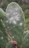 Opuntia tomentosa with Cochineal