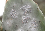 Opuntia tomentosa with Cochineal
