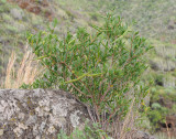 Periploca laevigata