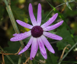 Pericallis lanata. Close-up.