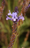 Lavandula canariensis. Close-up.