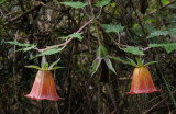 Canarina canariensis