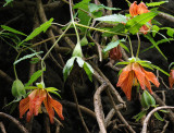 Canarina canariensis. Mutant.