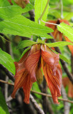 Canarina canariensis. Mutant. Closer.