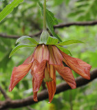 Canarina canariensis. Mutant. Closer.