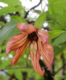 Canarina canariensis. Mutant. Close-up.