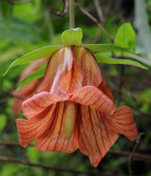 Canarina canariensis. Mutant. Close-up.