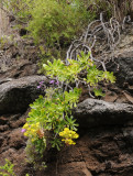 Aeonium arboreum subsp. holochrysum
