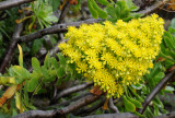 Aeonium arboreum subsp. holochrysum. Closer.