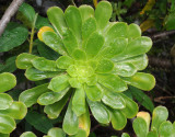 Aeonium arboreum subsp. holochrysum. Foliage.