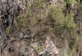Erica arborea.jpg
