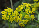 Ferula linkii. Closer.
