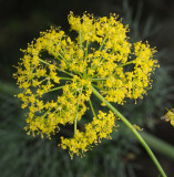 Ferula linkii. Closer.