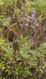 Lavandula canariensis.2.jpg