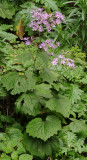 Pericallis echinata