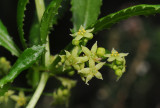 Rubia peregrina. Close-up.