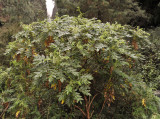 Bencomia caudata