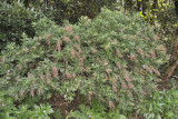 Gesnouinia arborea