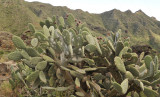 Opuntia