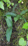 Neotinea maculata