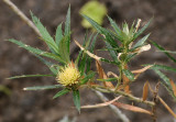 Carlina salicifolia. Closer.