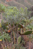 Echium giganteum