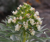 Echium giganteum