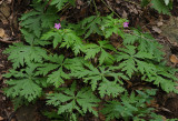 Geranium reuteri