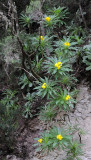 Sonchus congestus