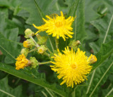 Sonchus congestus. Closer.