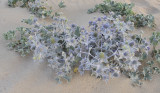 Eryngium maritimum