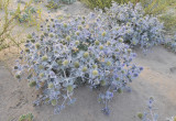 Eryngium maritimum