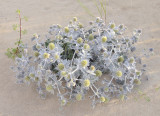 Eryngium maritimum