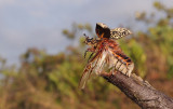 Polyphylla fullo. Female. Ready for take off.