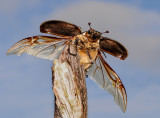 Polyphylla fullo. Female. Redy for take off.