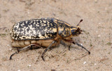 Polyphylla fullo. Female.