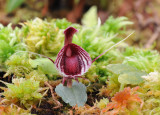 Corybas holttumii
