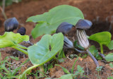 Arisarum simorrhinum