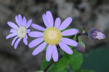 Pericallis tussilaginis. Close-up.