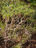 Plantago arborescens ssp.arborescens