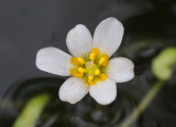Cabomba caroliniana. Close-up.