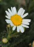 Argyranthemum teneriffae. Close-up.