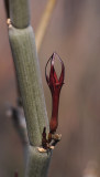 Ceropegia fusca. Closer.