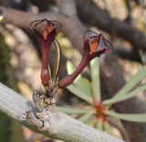 Ceropegia fusca. Close-up.
