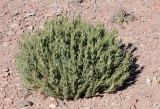 Plantago webbii
