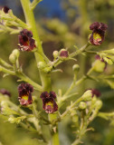 Scrophularia glabrata. Closer. 