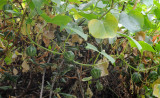 Bryonia verrucosa in fruit.